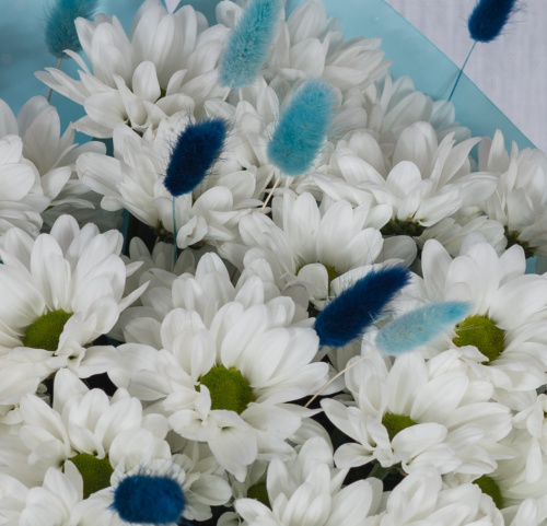 Букет 7 кустовых хризантем с лагурусом 35810