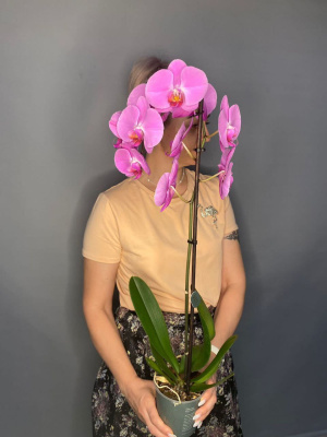 Орхидея "Фаленопсис"