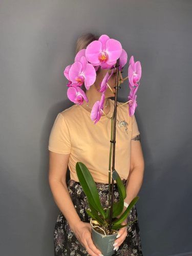 Орхидея "Фаленопсис"