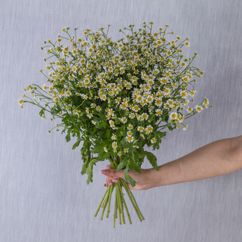 Букет "Счастливая семья" с ромашками танацетум 50581 Букет "Счастливая семья" с ромашками танацетум 50581