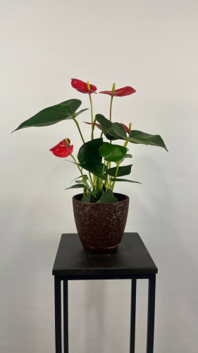 Антуриум красный