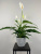 Спатифиллум Спатифиллум