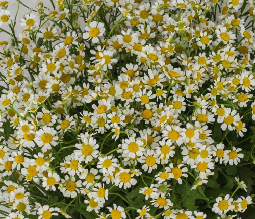 Букет "Счастливая семья" с ромашками танацетум 50581 Букет "Счастливая семья" с ромашками танацетум 50581