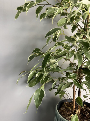 Фикус "Бенджамина"