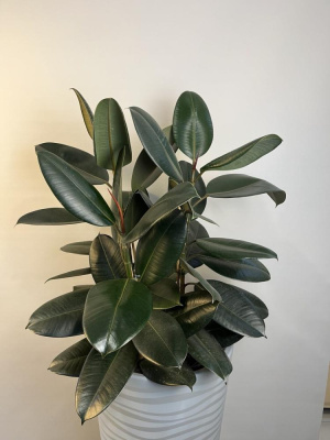 Фикус "Робуста"