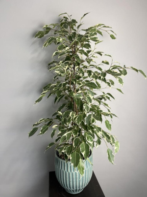 Фикус "Бенджамина"