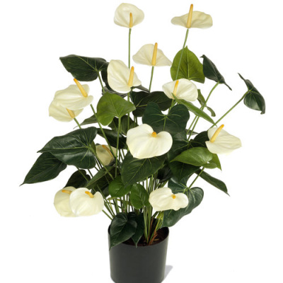 Антуриум белый.