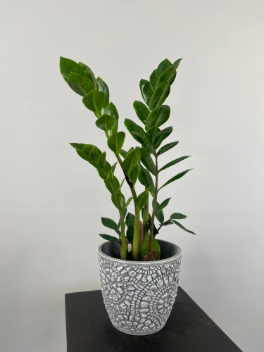 Замиакулькас