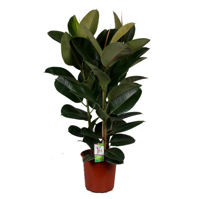 Фикус "Робуста"