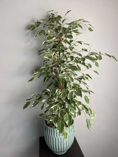 Фикус "Бенджамина"