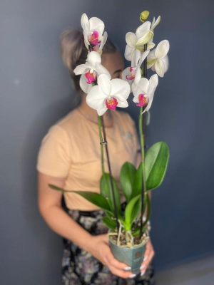 Орхидея "Фаленопсис"