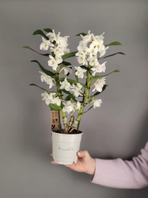 Орхидея "Дендробиум"