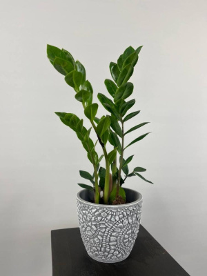 Замиакулькас