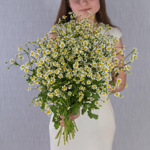 Букет "Счастливая семья" с ромашками танацетум 50581 Букет "Счастливая семья" с ромашками танацетум 50581