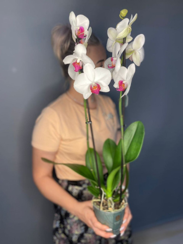 Орхидея "Фаленопсис"